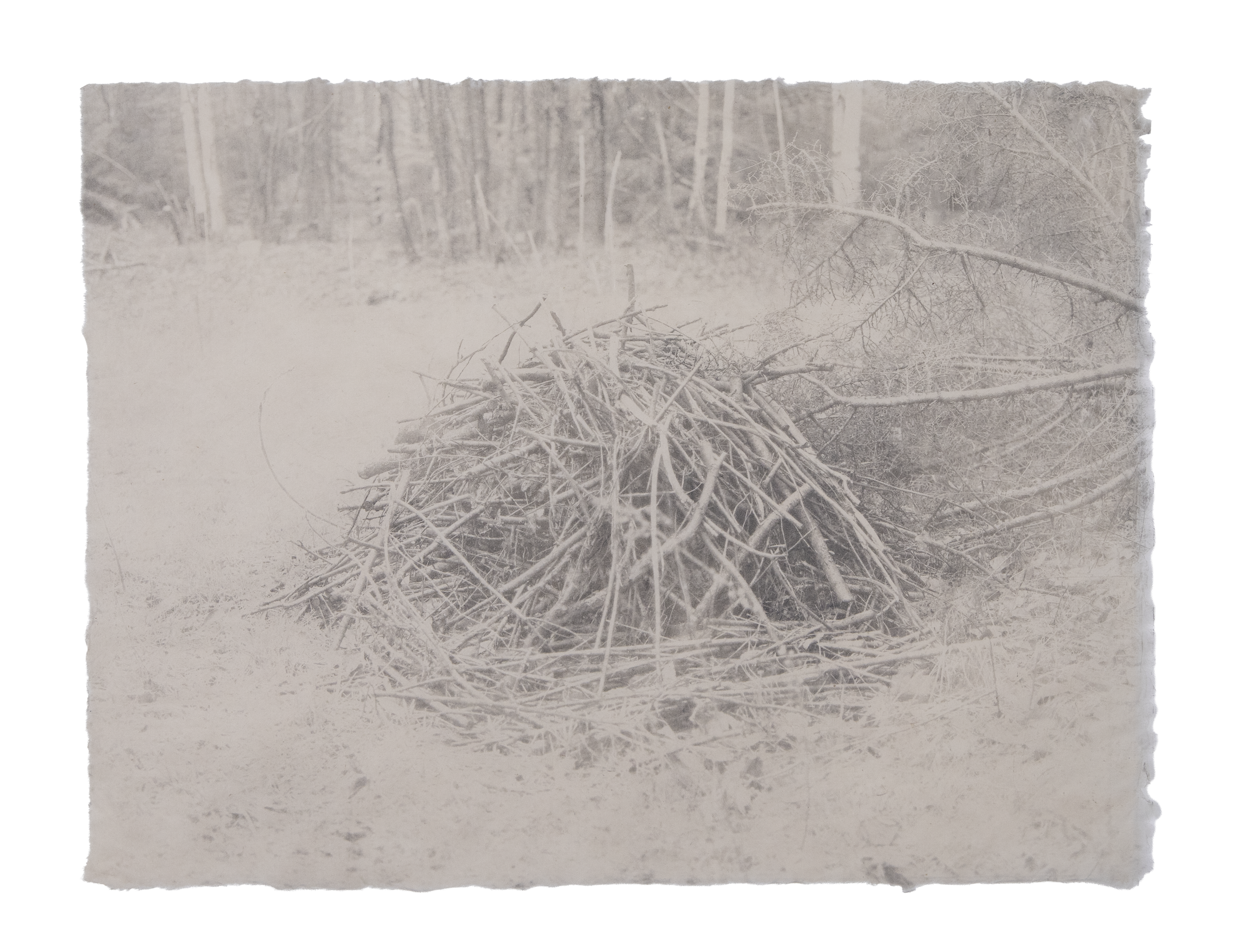 brushpilesoilprint.png