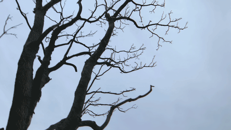 StructuredTranscendence1.gif