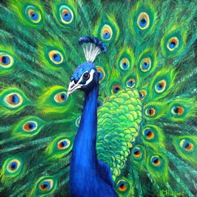 Peacock Art By Sheila