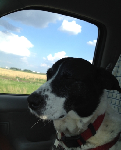 my groggy pooch, Phoebe, co-piloting
