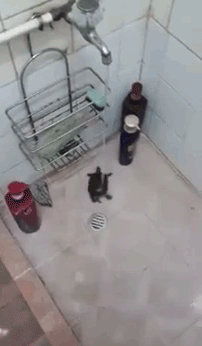 this turtle ... could sell showers