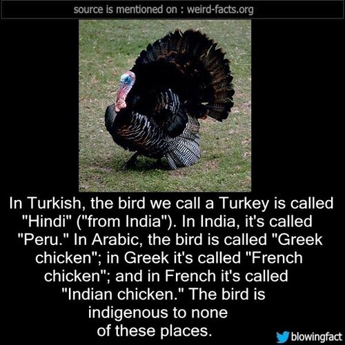 Wild Turkey Truths: It's A Fact!