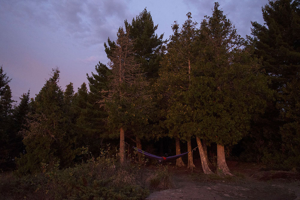 Morning Light on White Cedars
