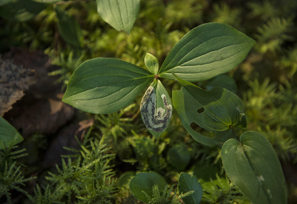 Bunchberry Leaf