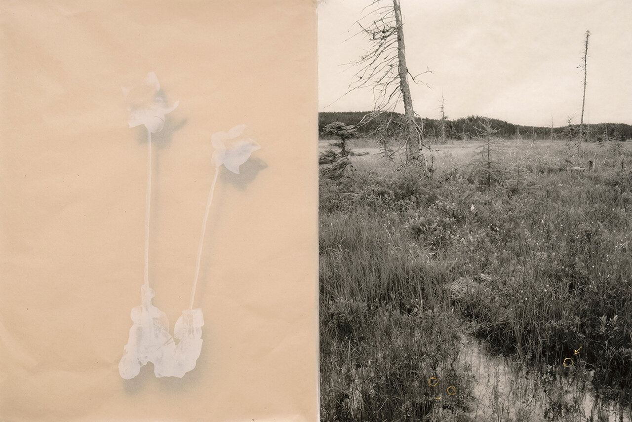 Sarracenia purpurea (Purple Pitcher Plant) and bog habitat, NL, Canada