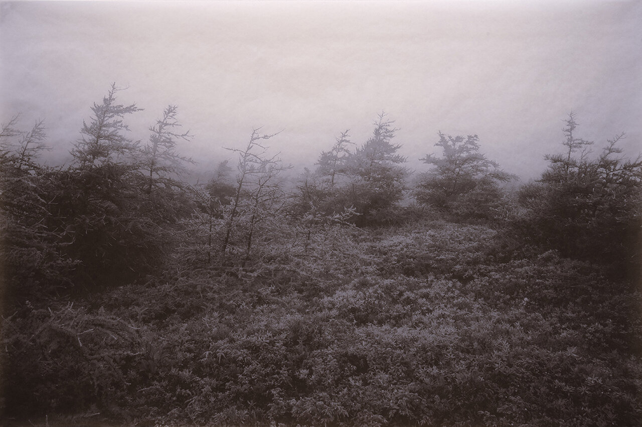 Boreal Bog, Newfoundland and Labrador