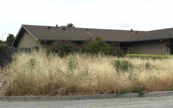 overgrown_weeds.png