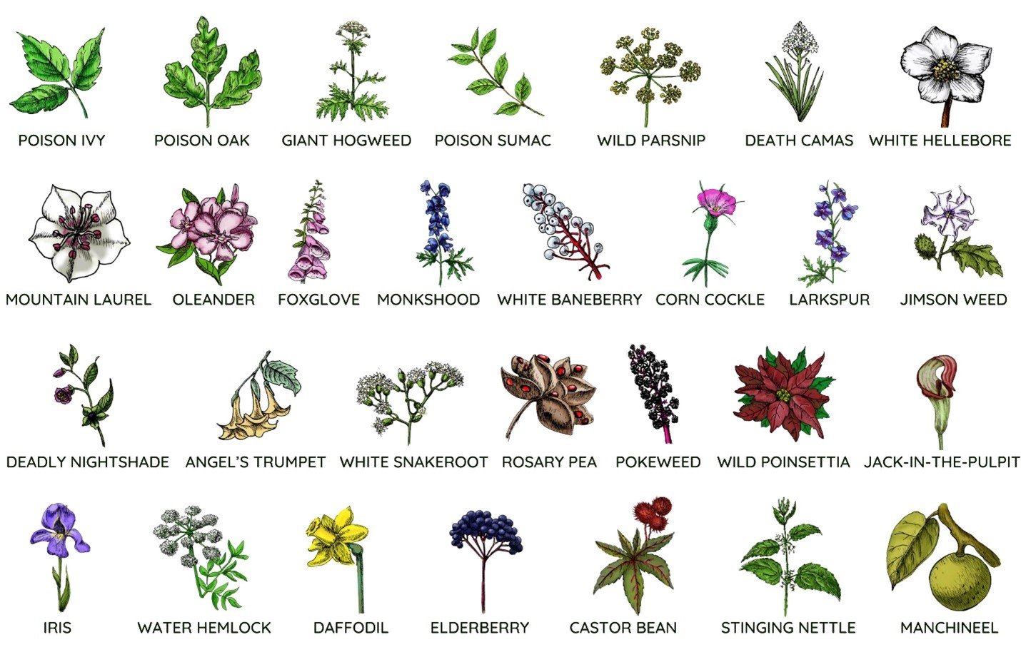 poison plants.jpg