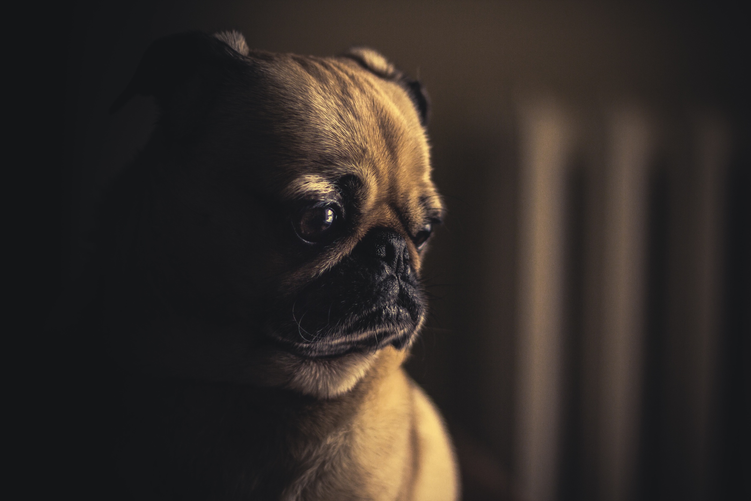This sad dog has a cluttered caption. (Photo by Matthew Weibe, reproduced under a Creative Commons Zero license: https://unsplash.com/photos/hnYMacpvKZY)