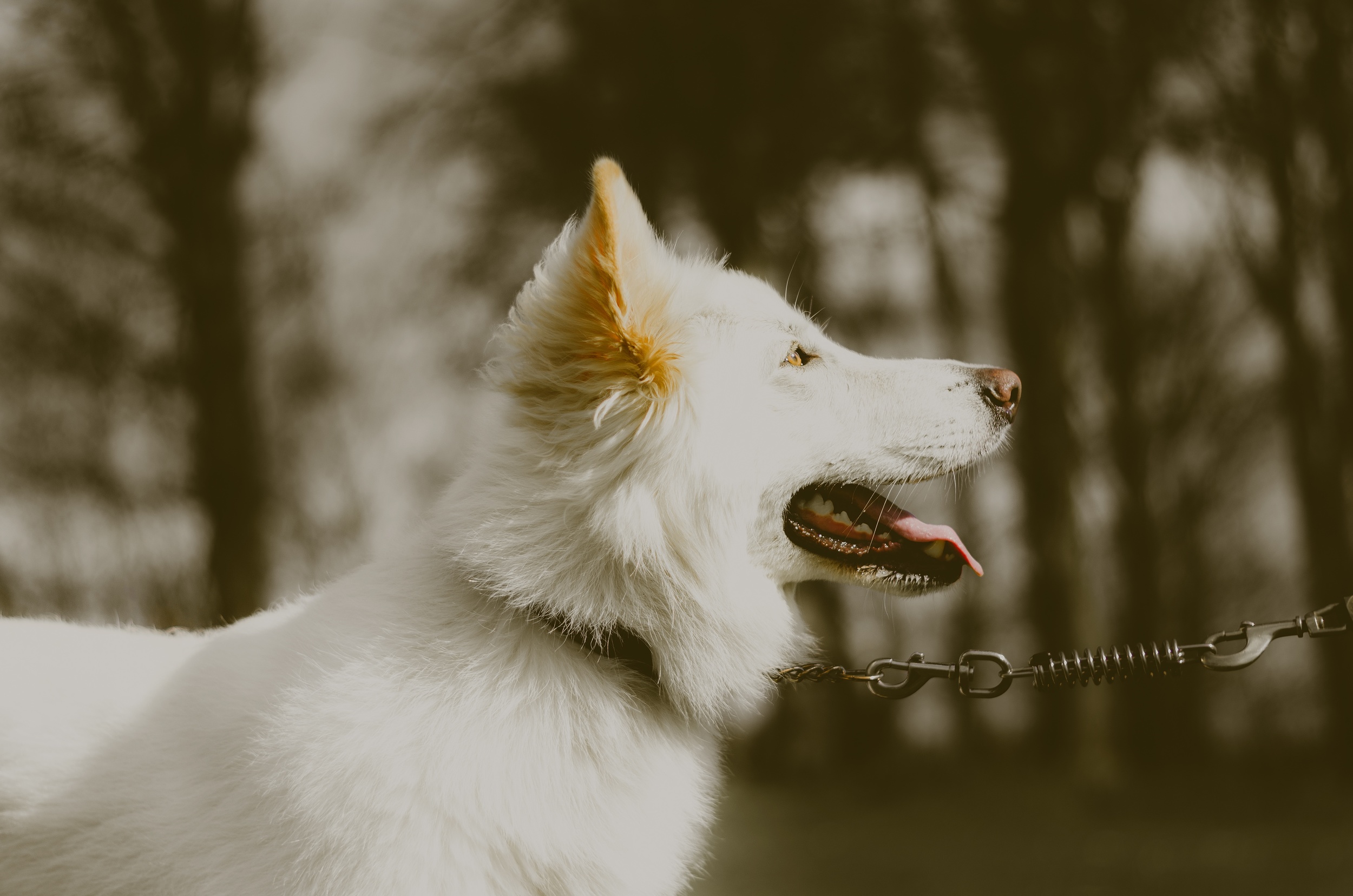 This happy dog has an clean caption. (Photo by Olu Eletu )