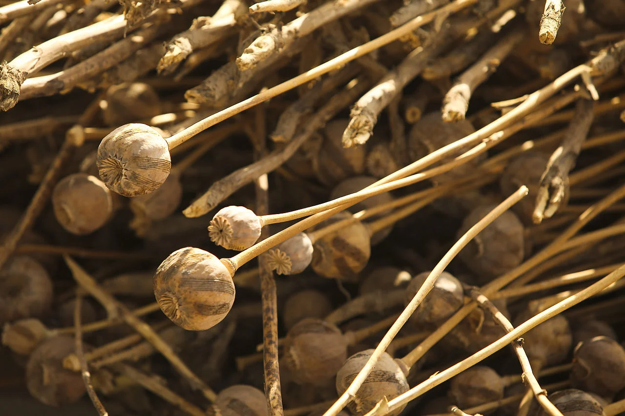 Dried opium plants in Afghanistan; photo by U.S. Marine Corps .