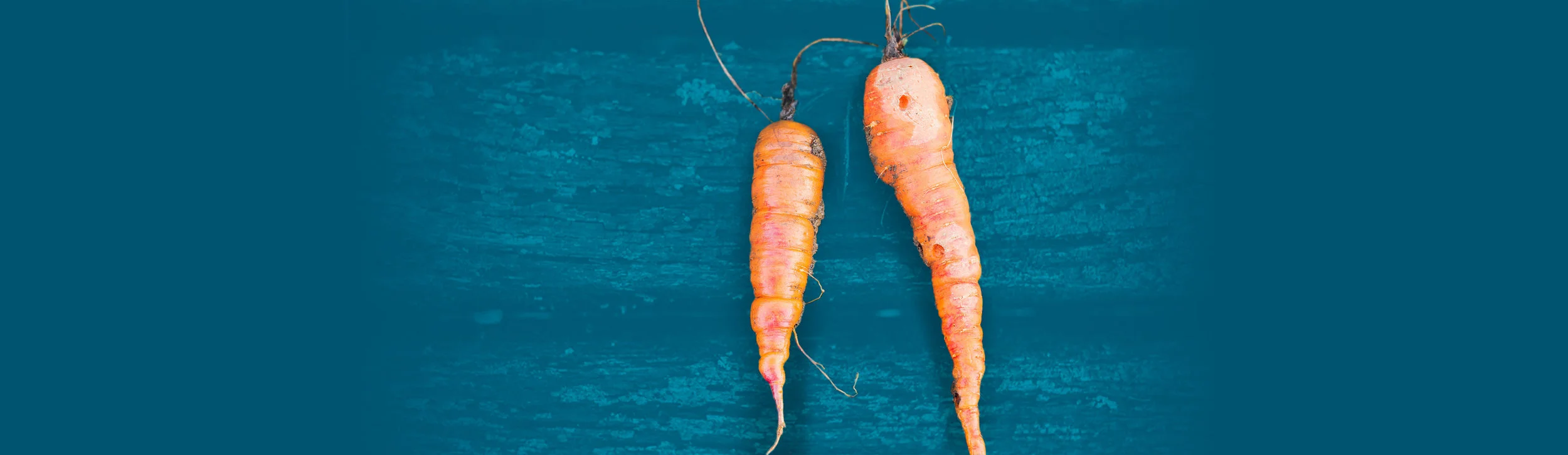 Food carrots wide.jpg