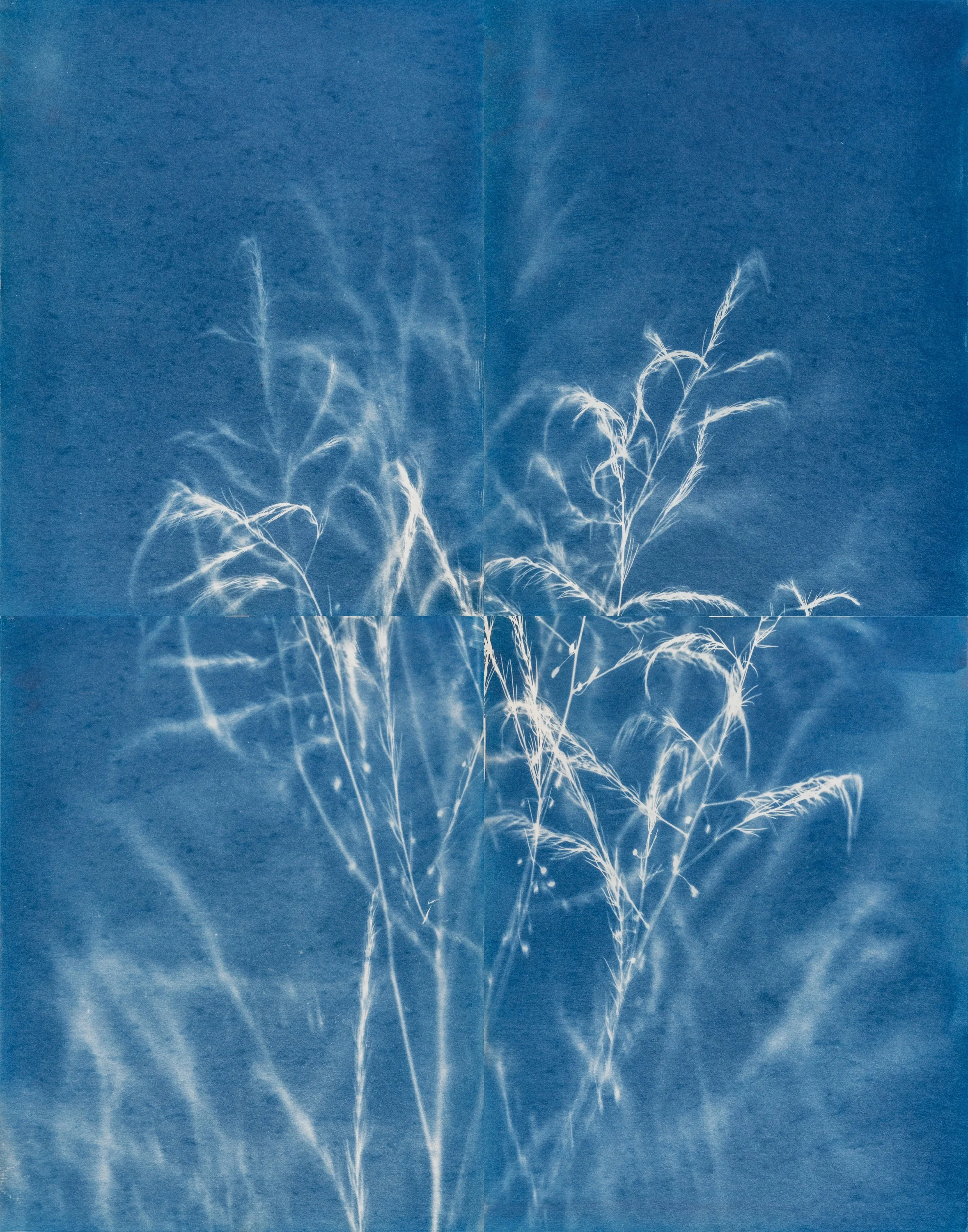  ERIC WILLIAM CARROLL  Asparagus, 6/01/22 (A),  2022  Unique cyanotypes 28 x 22 in framed 32 x 25.75 in   INQUIRE  
