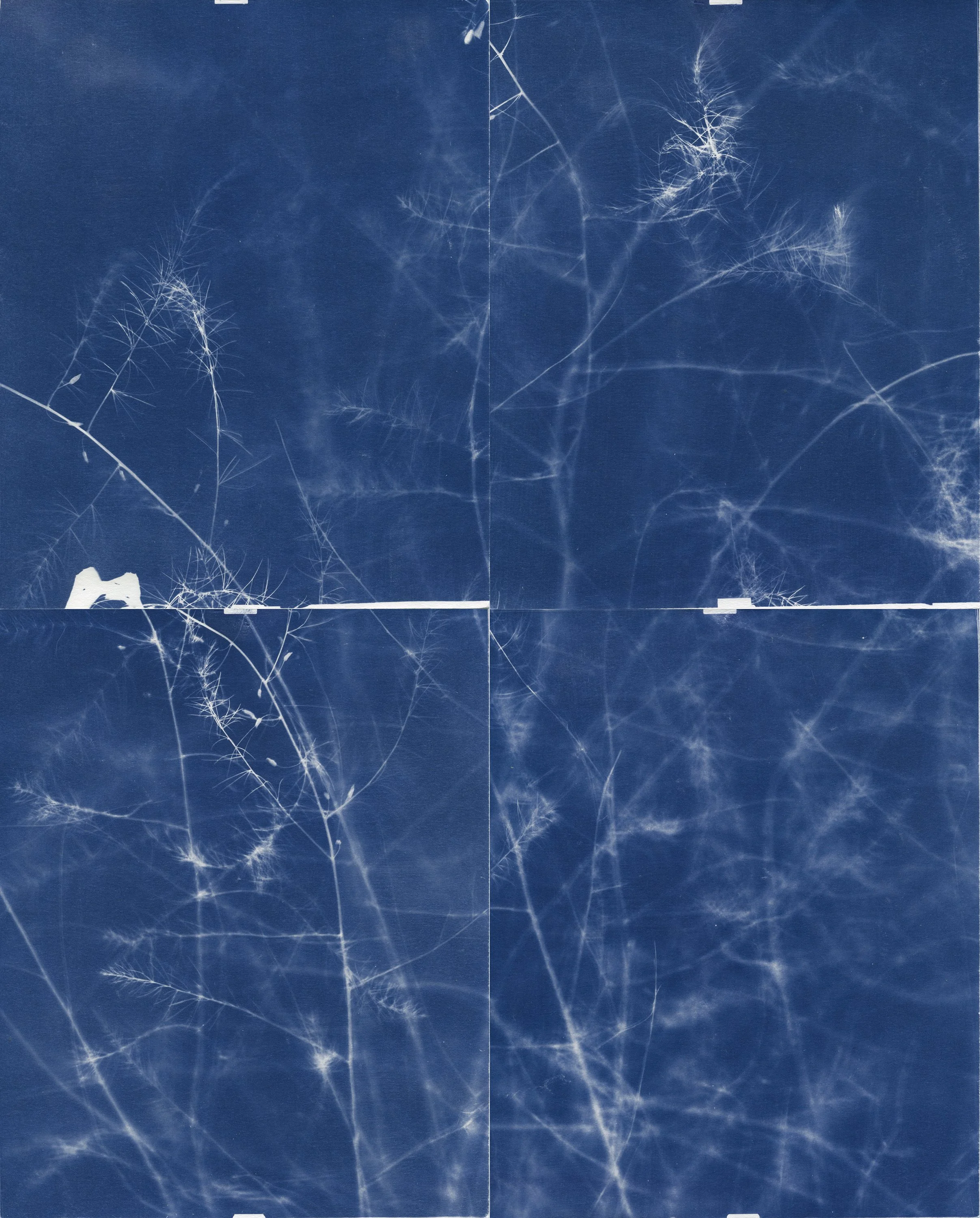  ERIC WILLIAM CARROLL  Asparagus, 10/24/21,  2021  Unique cyanotypes 20 x 16 in   INQUIRE  