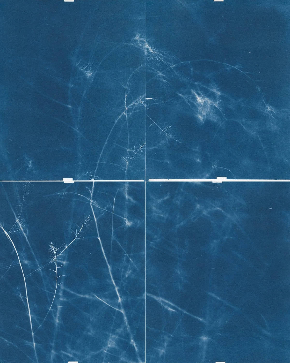  ERIC WILLIAM CARROLL  Asparagus, 10/27/21 (A),  2021  Unique cyanotypes 20 x 16 in   INQUIRE  
