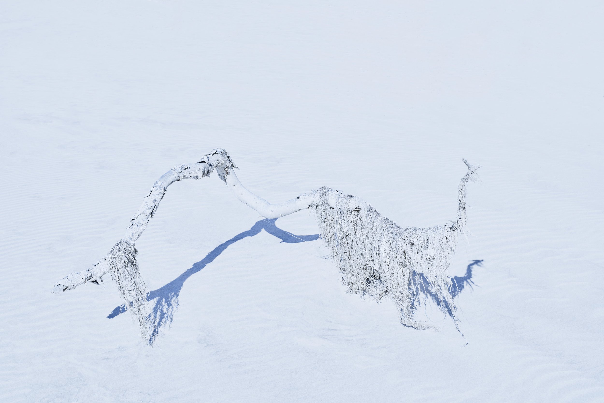 Lundgren_FallenTreeinRiverSand_30x45.jpg