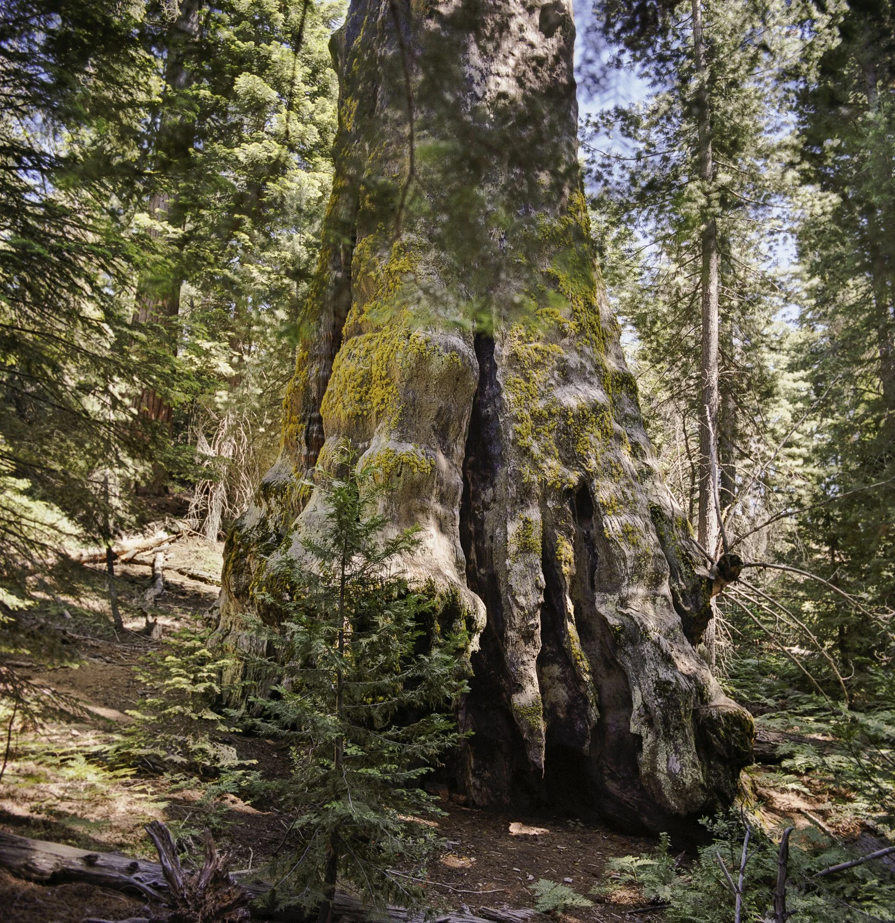  JANET DELANEY  Sequoia with Inscription by John Muir, Sequoia National Park, California  Archival Pigment Prints 24 x 24 inches (60.96 x 60.96 cm), edition 5 +2AP&nbsp; 40 x 40 inches (101.6 cm x 101.6 cm), edition 2 +1AP   INQUIRE  