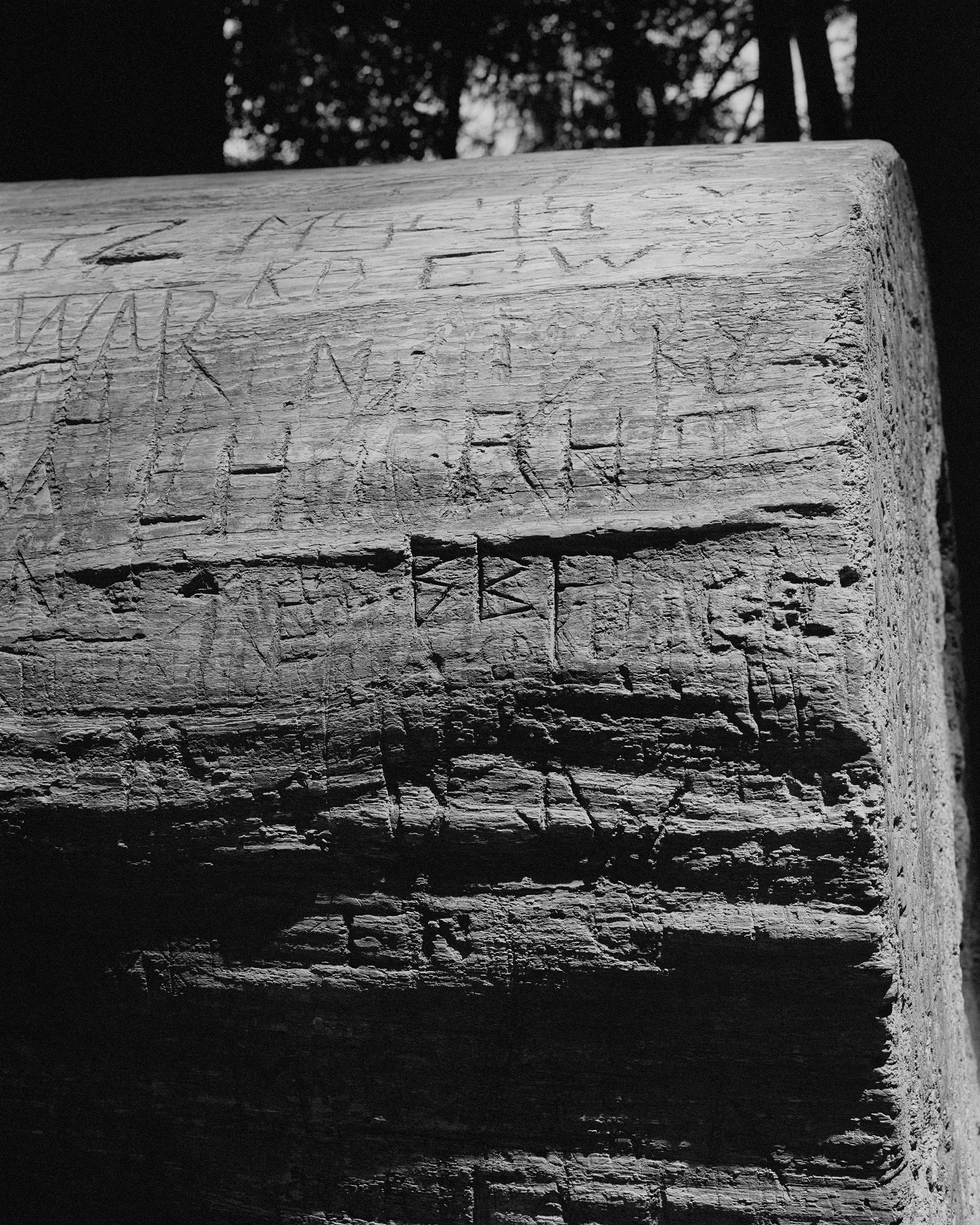 RMC_Fallen Redwood.jpg