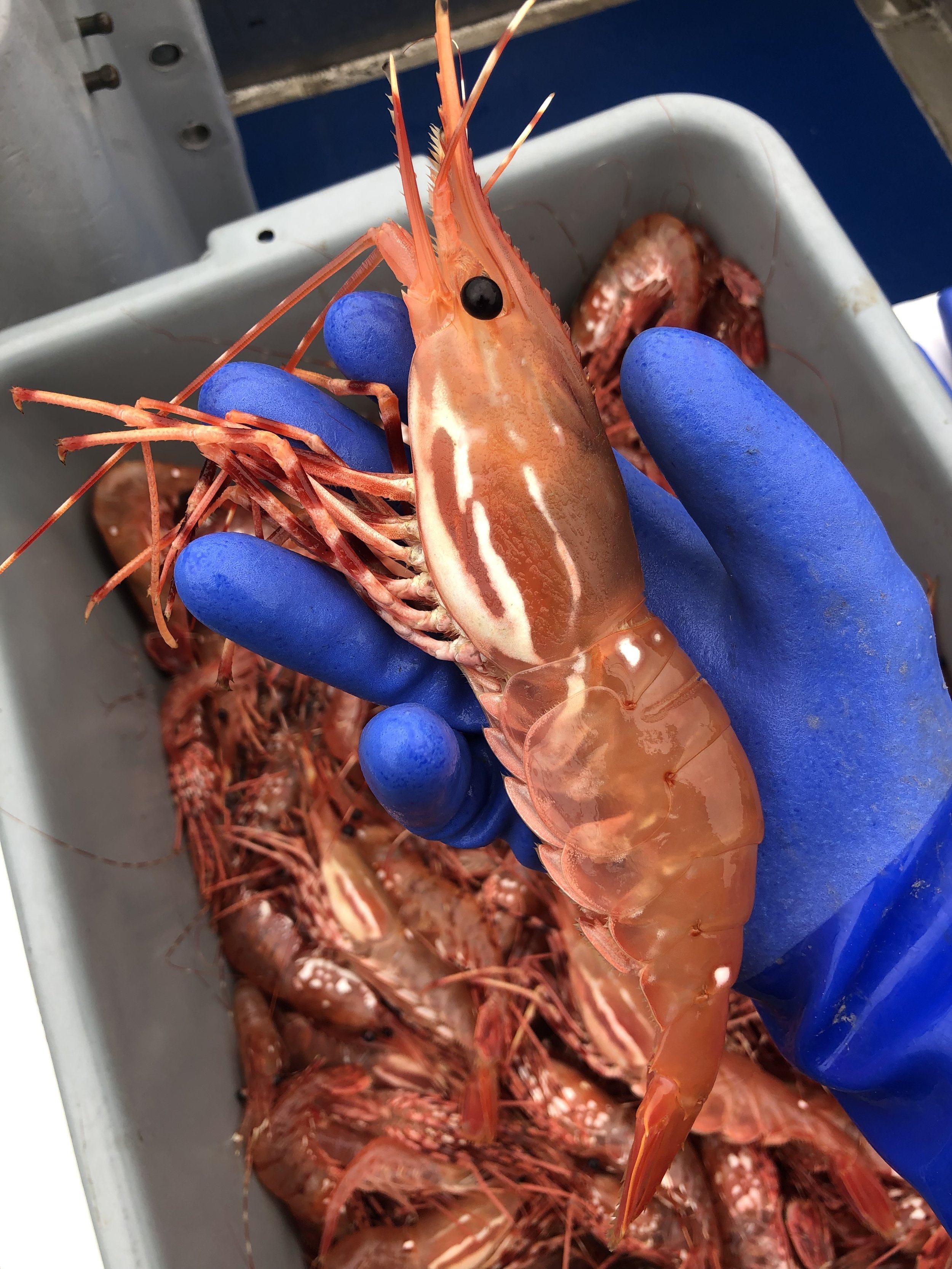 hand prawn.jpg