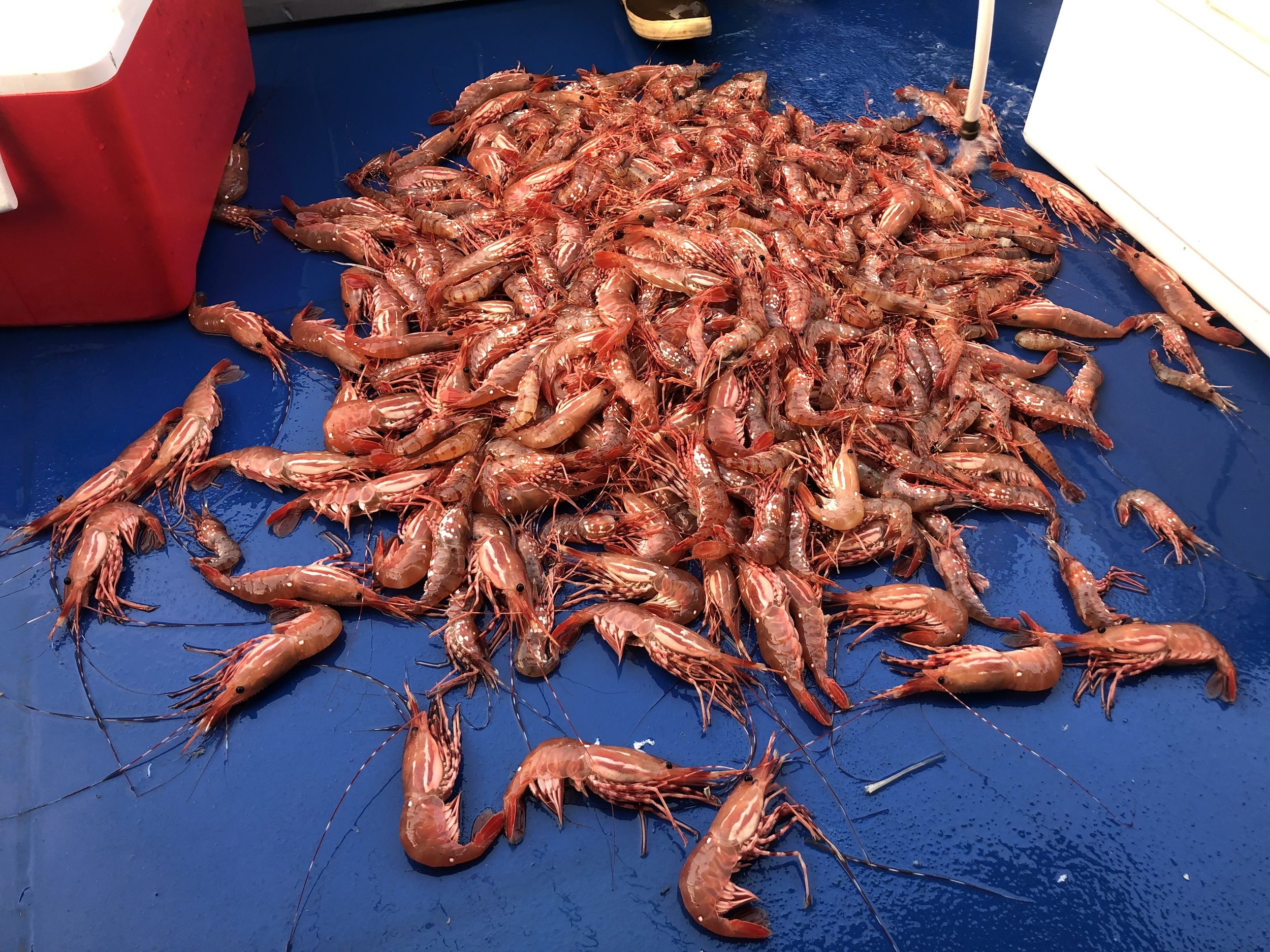 shrimp deck.jpg
