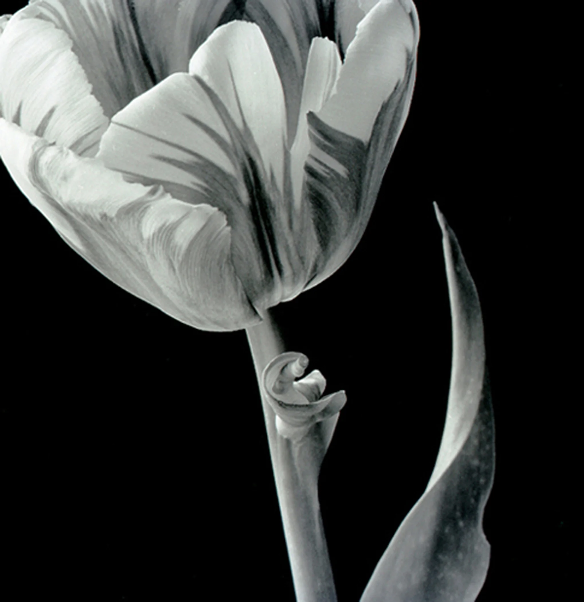 Ann Quinn