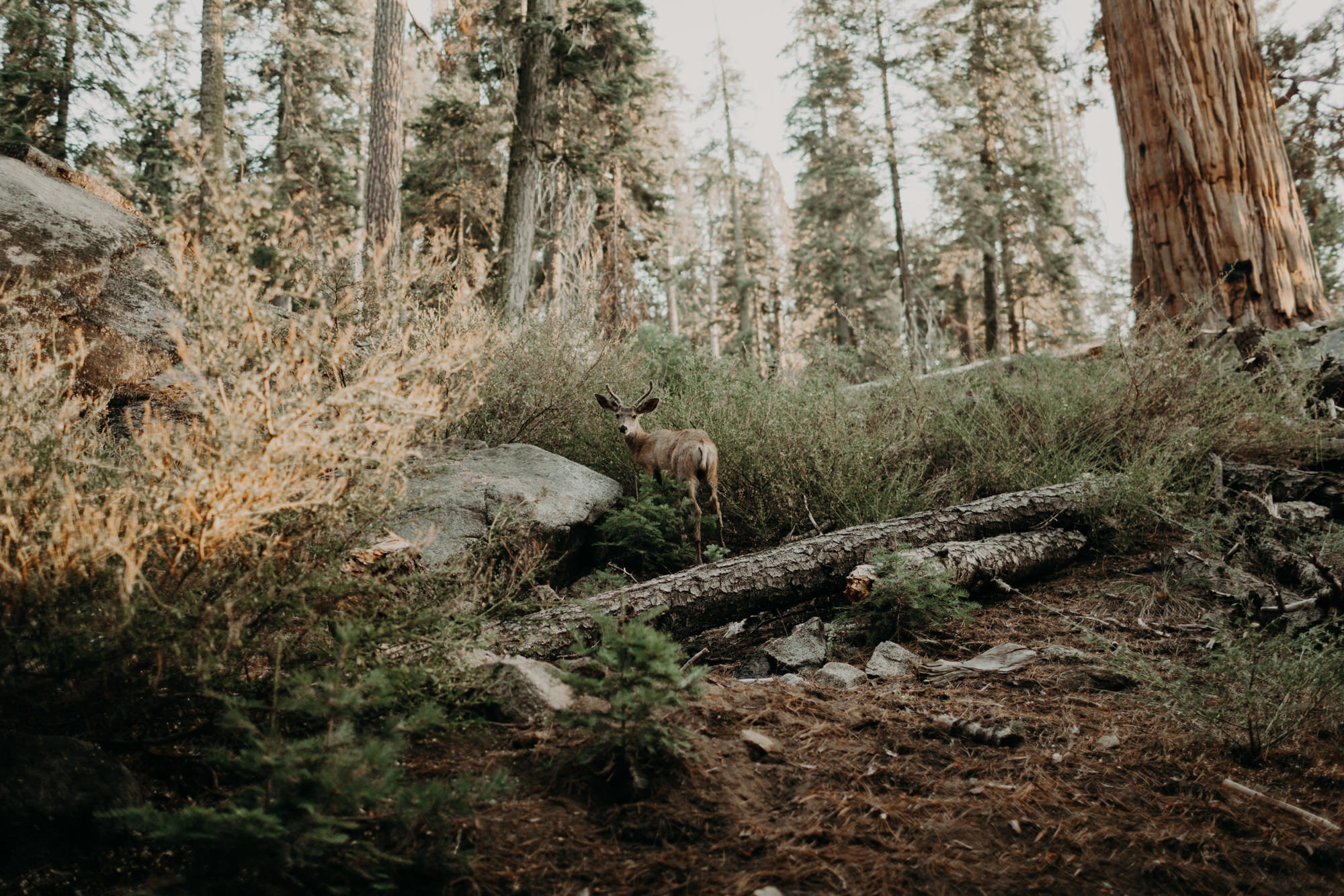 sequoia national park elopement-58.jpg