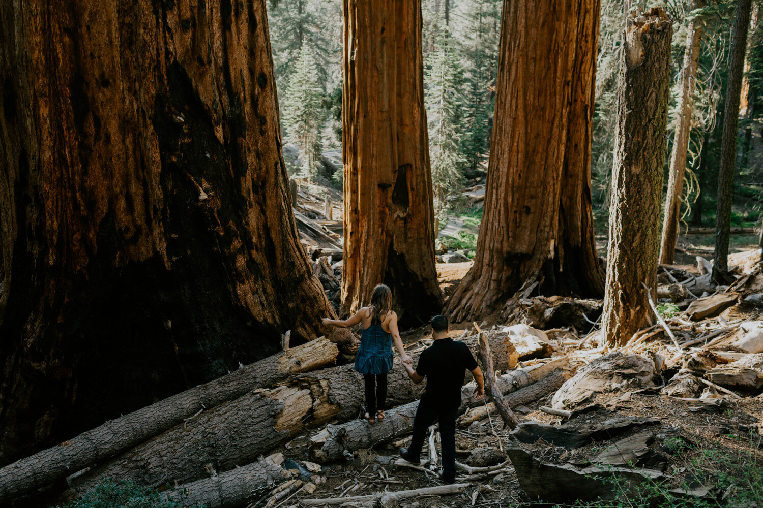 sequoia national park engagement-5.jpg