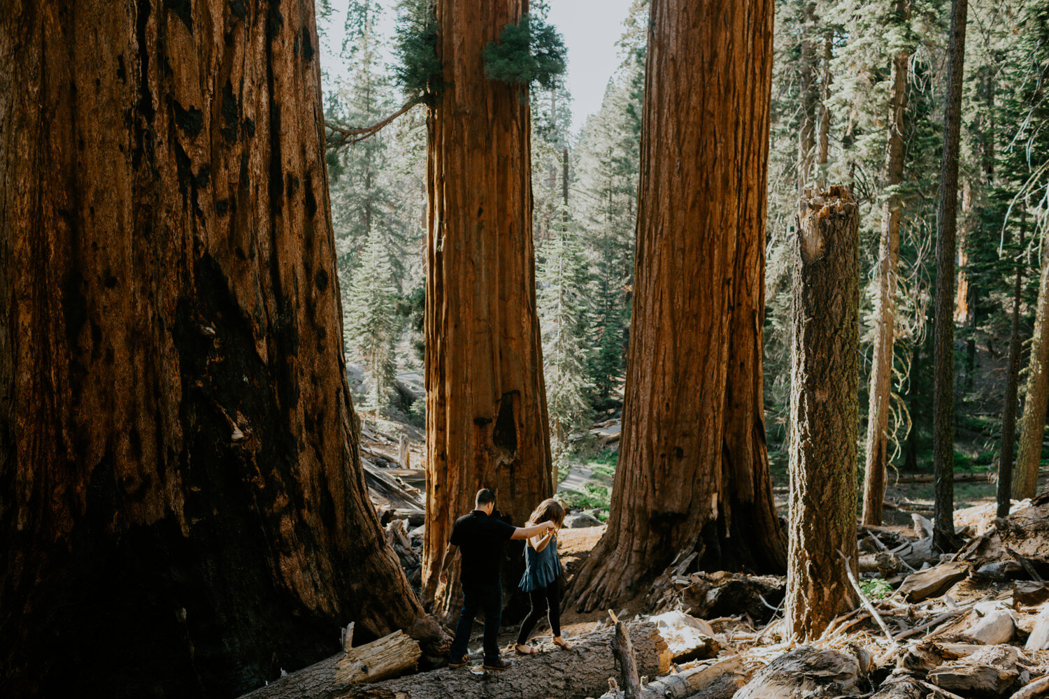 sequoia national park engagement-6.jpg