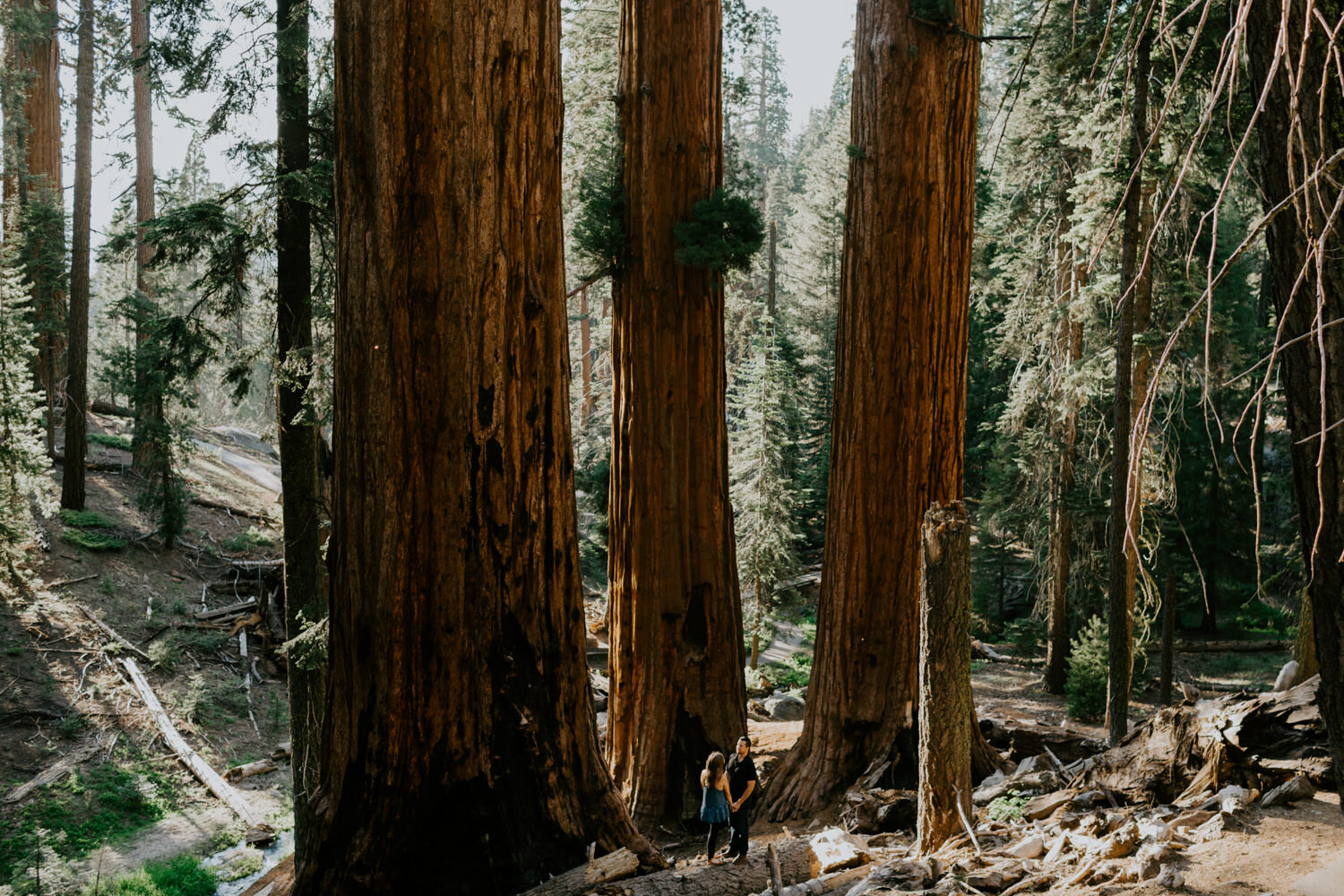 sequoia national park engagement-7.jpg