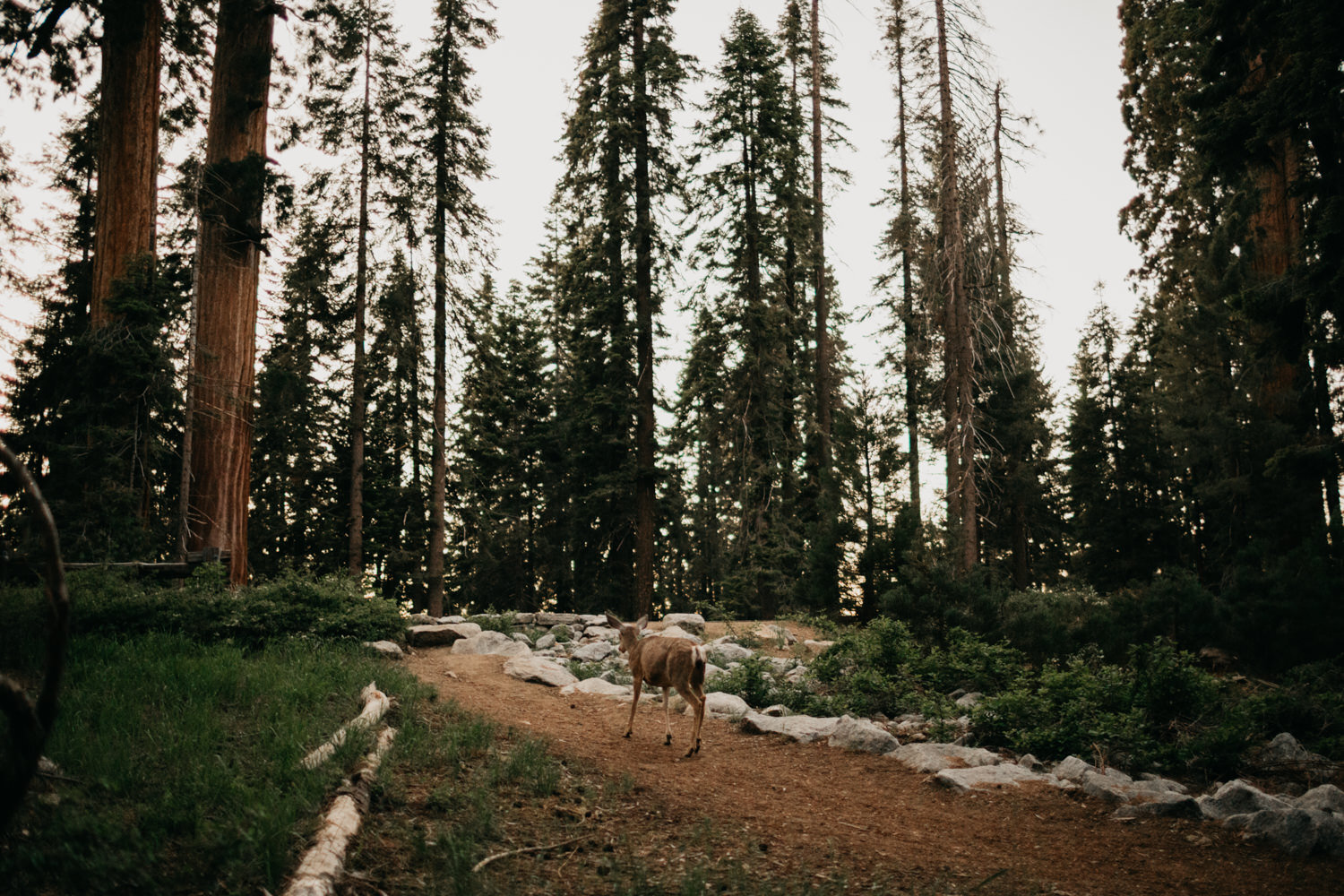 sequoia national park engagement-48.jpg