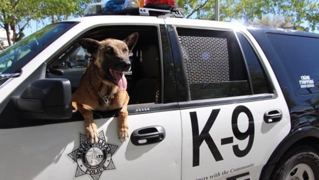 K9 Nicky; Photo: LVMPD via Twitter