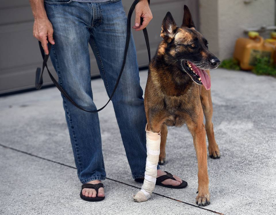 K9 Arek; Photo: Tiffany Tompkins/Bradenton Herald