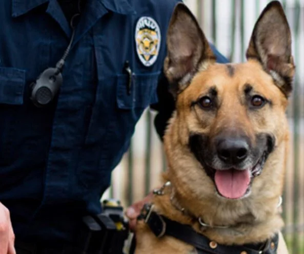 K9 Aldo; Photo: Unified Police Department