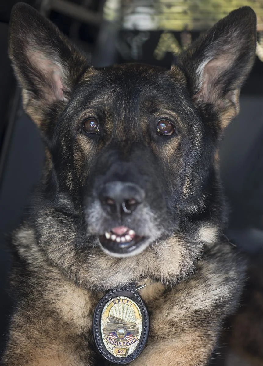 K9 Bruno; Photo: Cindy Yamanaka via ocregister.com
