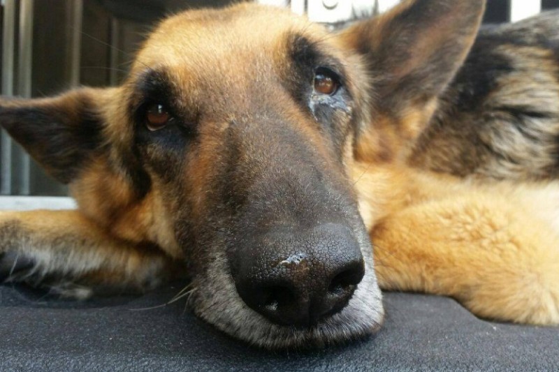 Police K9 Hope; Photo: via GoFundMe.com