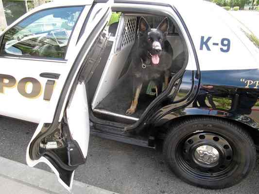 K9 Peydro; Photo: Tessa Terrill via dailydemocrat.com
