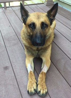 K9 Danno; Photo: Fairfax County Police