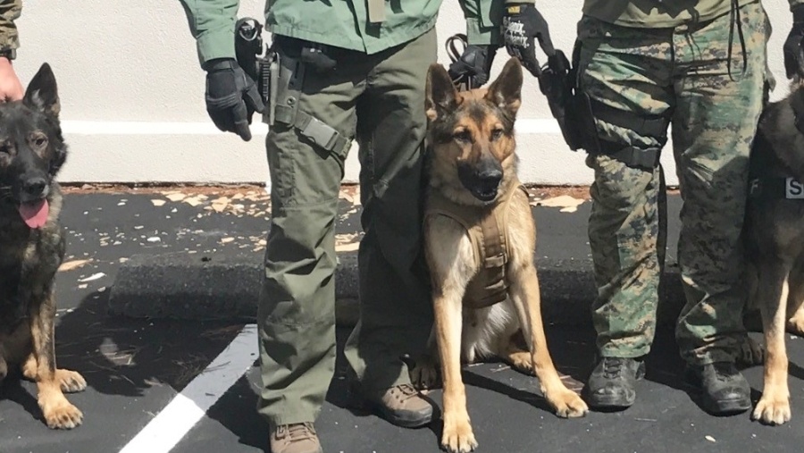 Police K9 "Oakley;" Photo: via wlwt.com