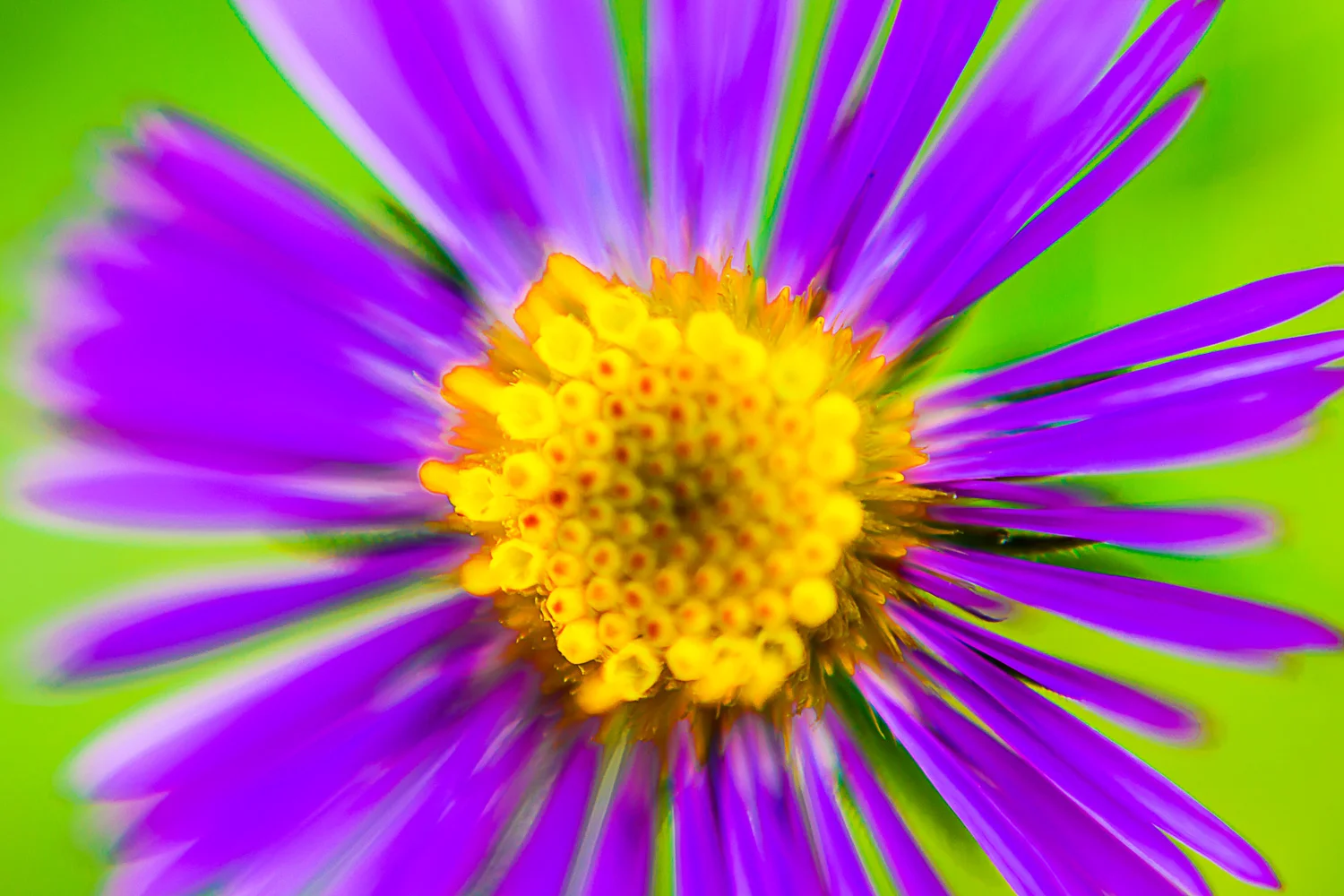 Asymmetrical Aster