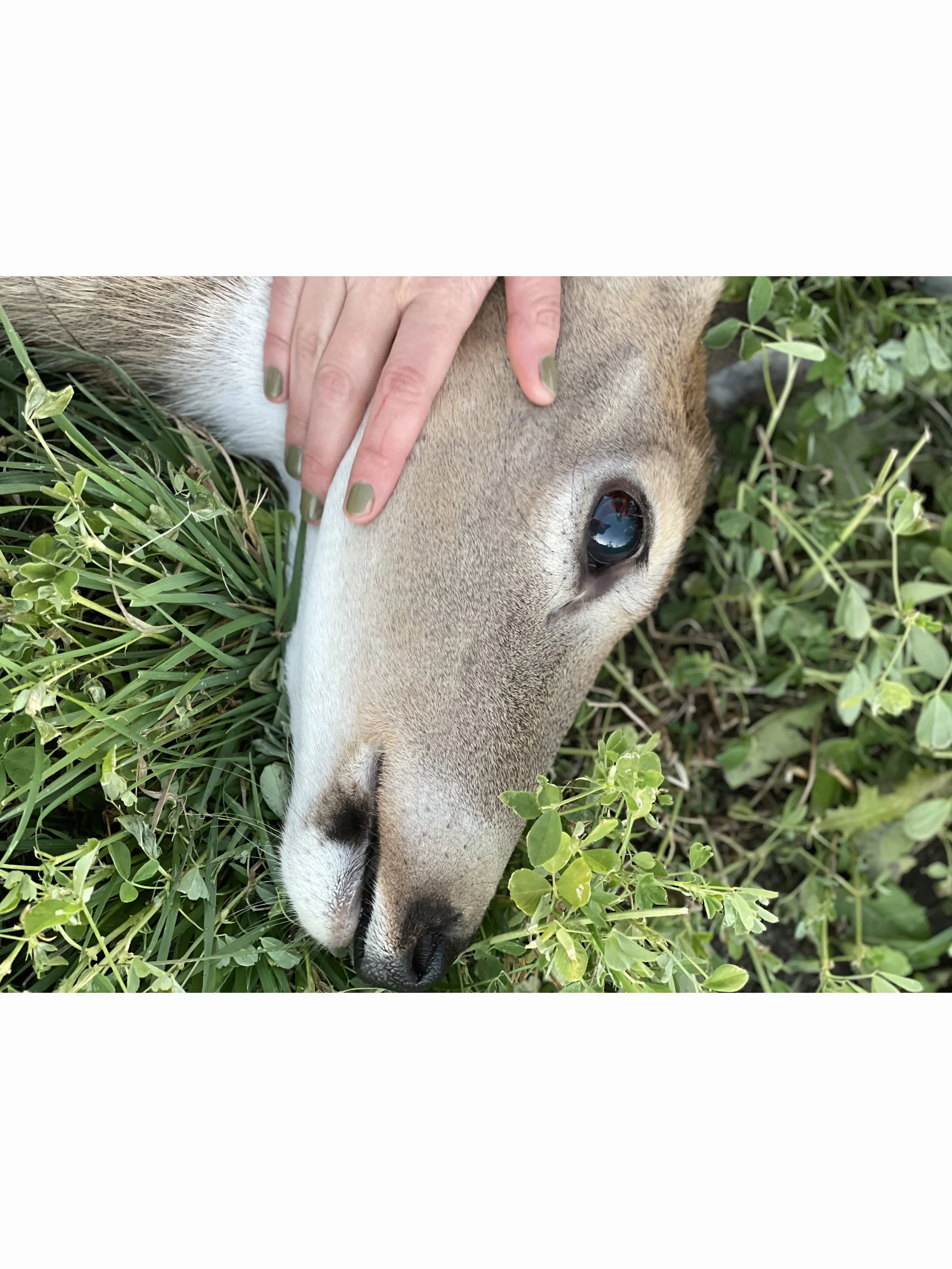 hunt_edit_002.JPG