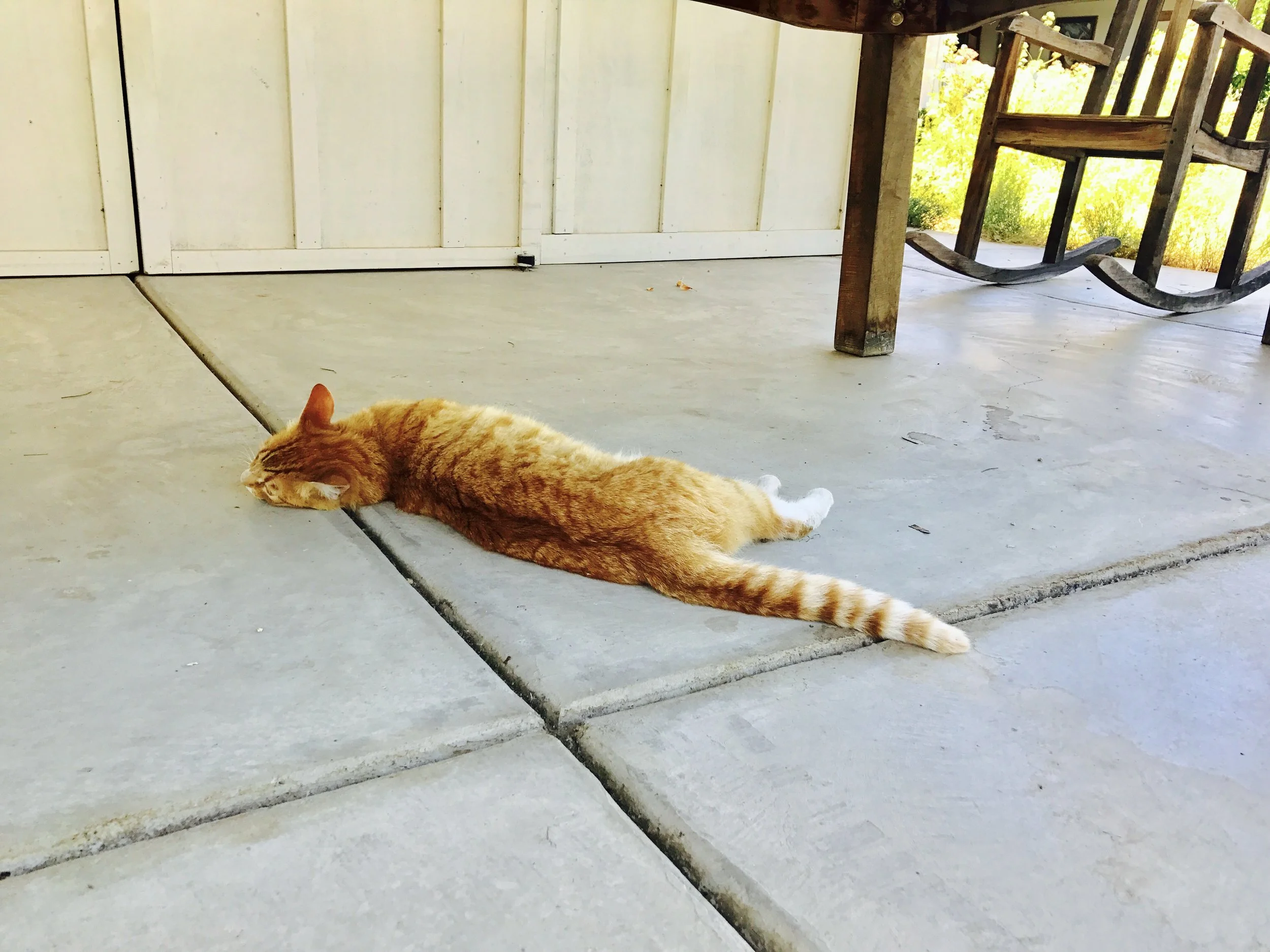 Cute little tabby cat just chilling at the Raymond Winery! 
