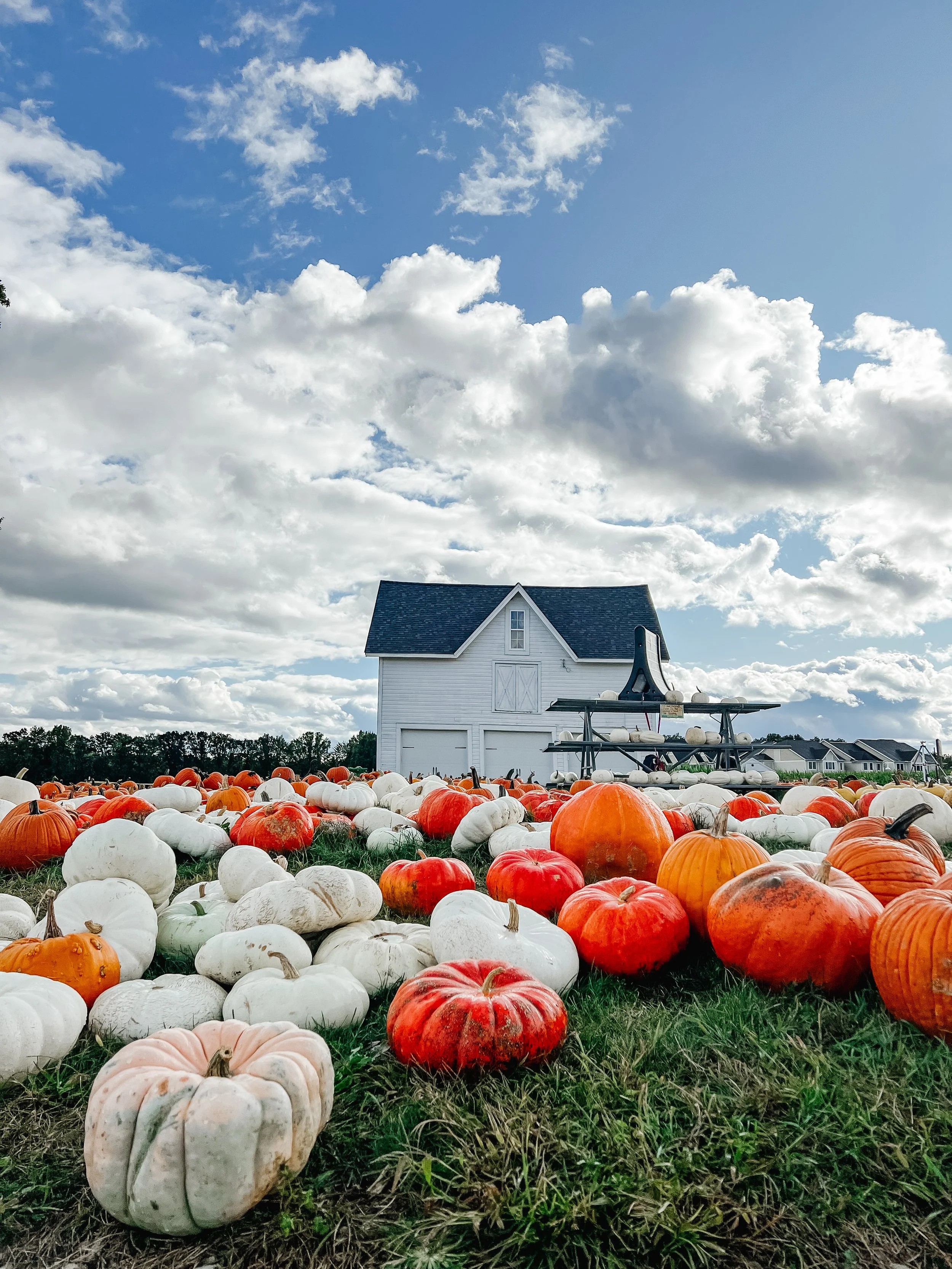 4 Ways To Be Intentional With Jesus for Harvest Season 