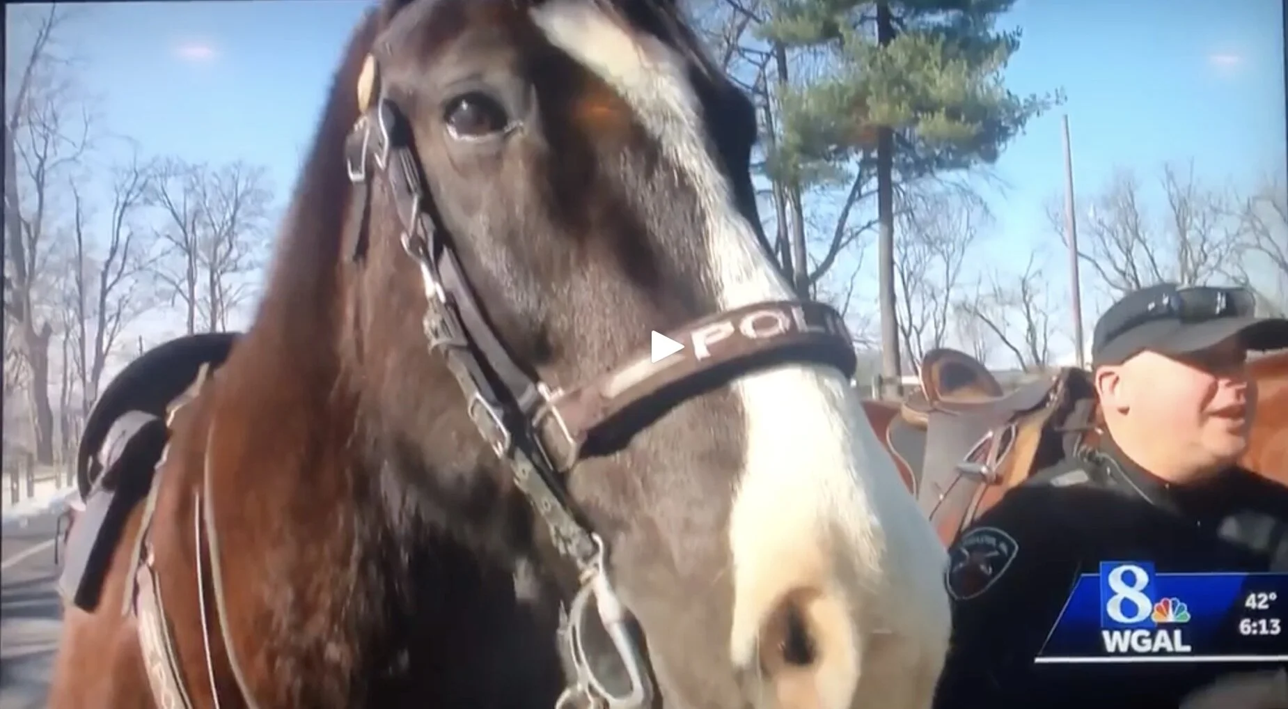 What Does A Police Horse Do? — Willow Bend Publishing