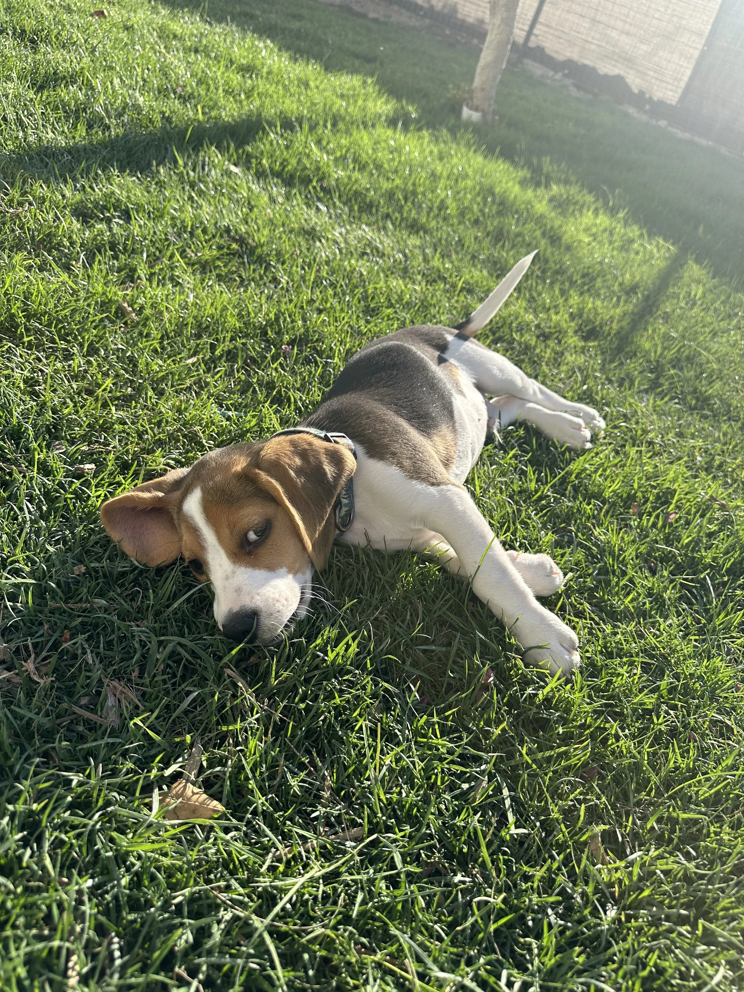 A beagle puppy lying on green grass in sunlight, with a white fence and a tree in the background