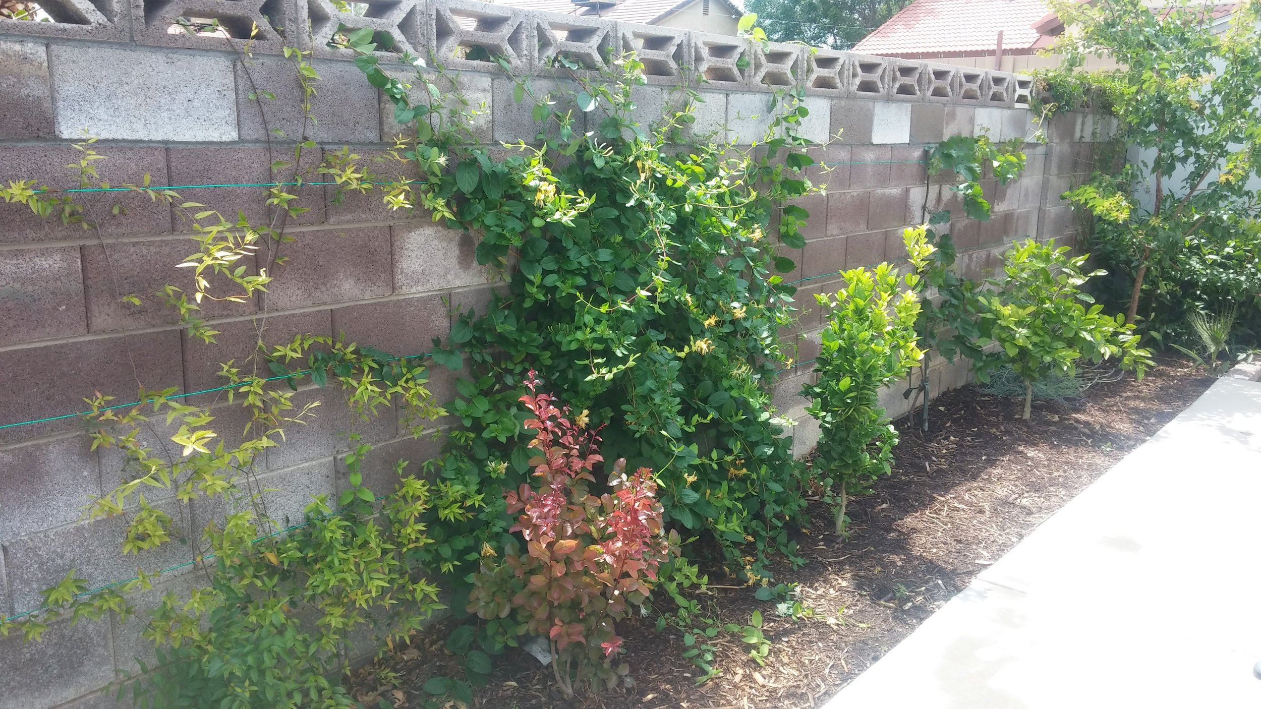 A garden bed with various green plants and shrubs along a concrete sidewalk, bordered by a brick wall in the background.