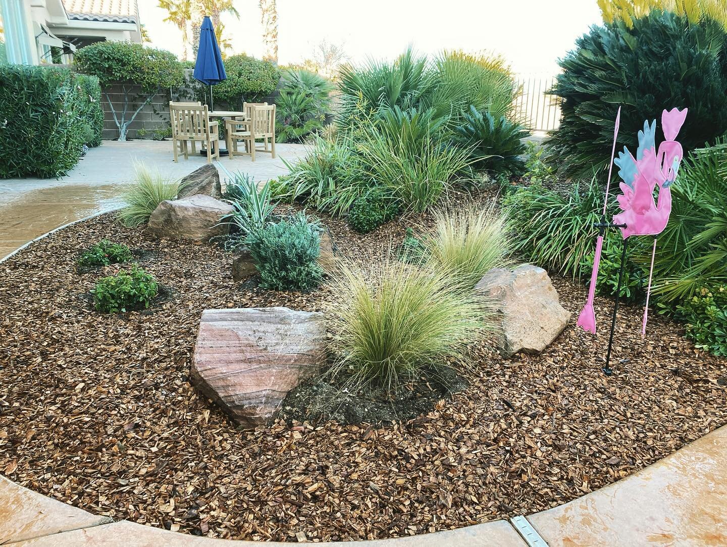 Pond fill in completed late last year. Swipe for full transformation  #pond #stipa #lavandula #lantana #flax #mulch #redwoods #summerlin #lasvegasgarden