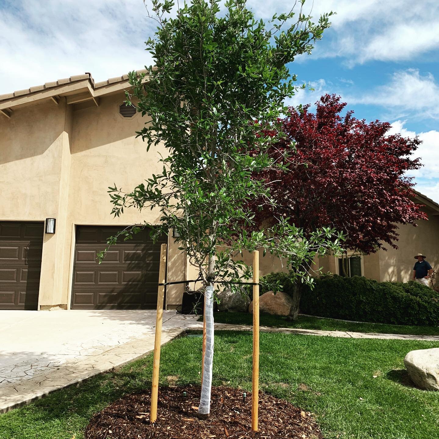 Here we have a Southern Live Oak (Quercus virginiana) planted in place of a declining Raywood Ash tree. Getting the existing root system out was not an easy task but we don&rsquo;t scare easily! Backfill soil was amended with compost/ starter fertili