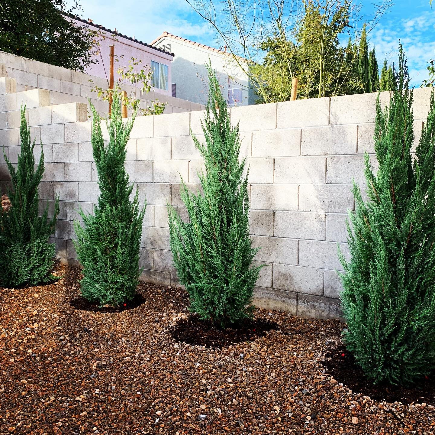 Here we planted a few (15 gallon size) Blue point Juniper trees. Add a watering basin, drip irrigation, and mulch. That&rsquo;s a wrap!