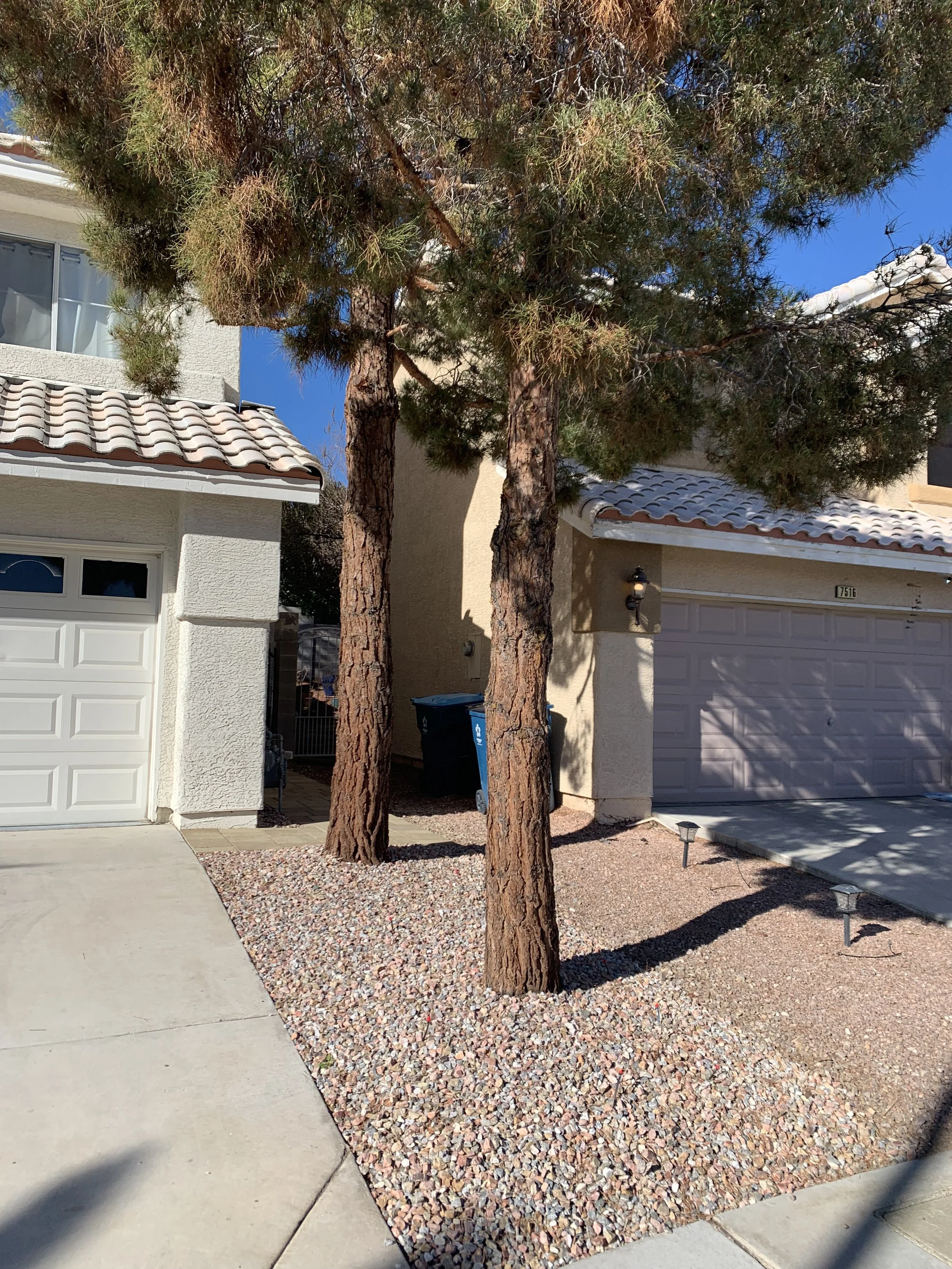 Two large pine trees in front of a house with a white garage door, gravel landscaping, and a blue recycling bin. Clear blue sky.