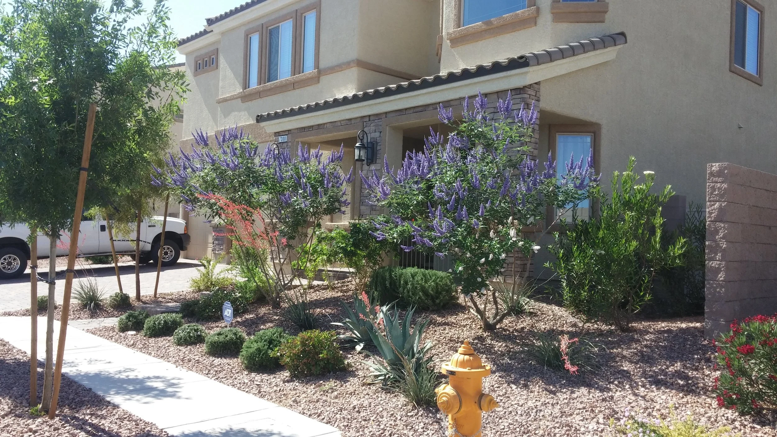 Residential house with desert-style landscaping featuring purple flowering plants, small shrubs, trees, and a yellow fire hydrant.